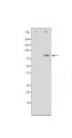 MRE11A Antibody