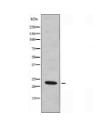 MYL6 Antibody