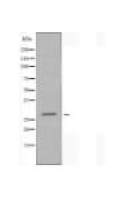 MYF5 Antibody