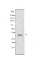 MRPL24 Antibody