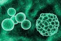 人卵巢透明细胞癌细胞；ES-2图片