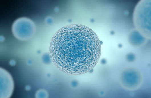 人急性早幼粒细胞白血病细胞；HL-60价格