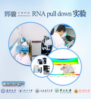 RNA pull down实验服务—RNA pulldown技术服务到投稿 / 经验丰富 / 价格低—辉骏生物