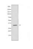 MRPL46 Antibody