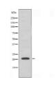 MRPL35 Antibody