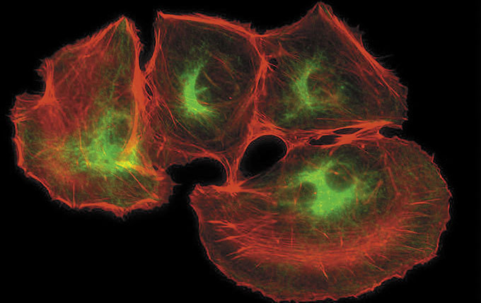 奥林巴斯BX53生物显微镜