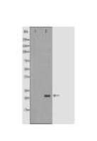 NTF4 Antibody