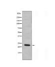 NMU Antibody