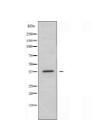 OR10H2 Antibody