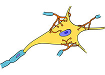 【前沿资讯】大脑皮层神经元信息的读码机制原来是这样！
