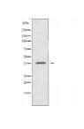 P2RY13 Antibody