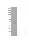 OR52E1 Antibody