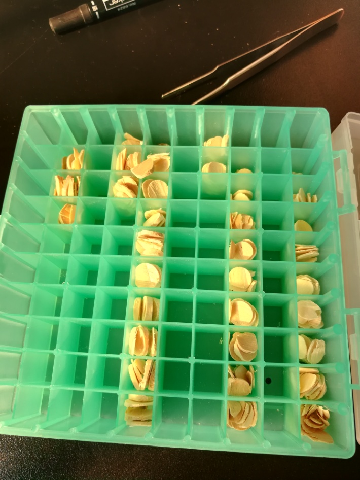 关于研磨仪研磨木头做同位素检测的实验