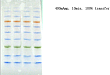 ReadyBlot™10X快速蛋白转印缓冲液