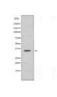 OR5F1 Antibody