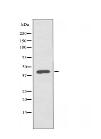 PA2G4 Antibody