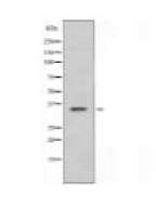 OR4C13 Antibody