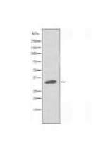 OR4X1 Antibody