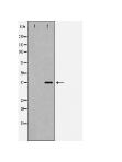 PPP1CA Antibody