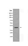 PTTG1 Antibody
