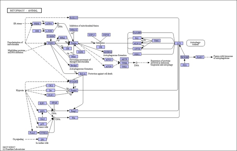 线粒体自噬基因表达PCR芯片（Mitophagy）