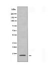 RPL30 Antibody