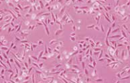 人淋巴细胞与仓鼠肺细胞杂交细胞_FD6
