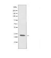 RCL Antibody