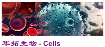 ATCC DSMZ 中國科學院細胞現貨供應！保質保售后！