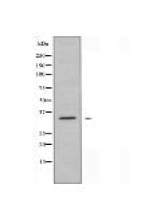 SH2D5 Antibody