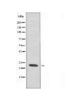 SAR1B Antibody