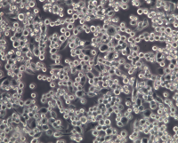 145-2C11(仓鼠/小鼠杂交瘤细胞(产生CD3单抗))