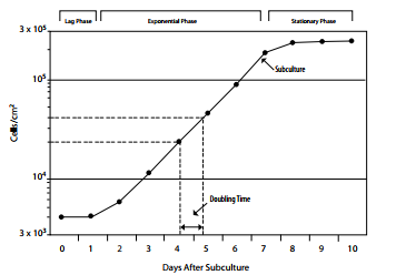 人成巨核细胞白血病细胞_MEG-01