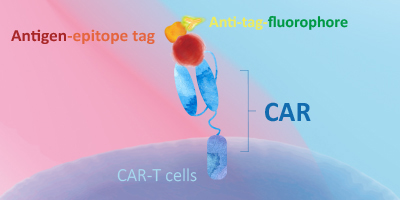 CAR-T靶点蛋白—非标记蛋白