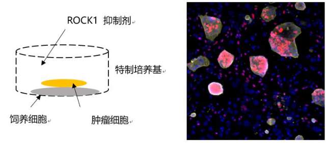 i-CR 条件性细胞重编程.jpg