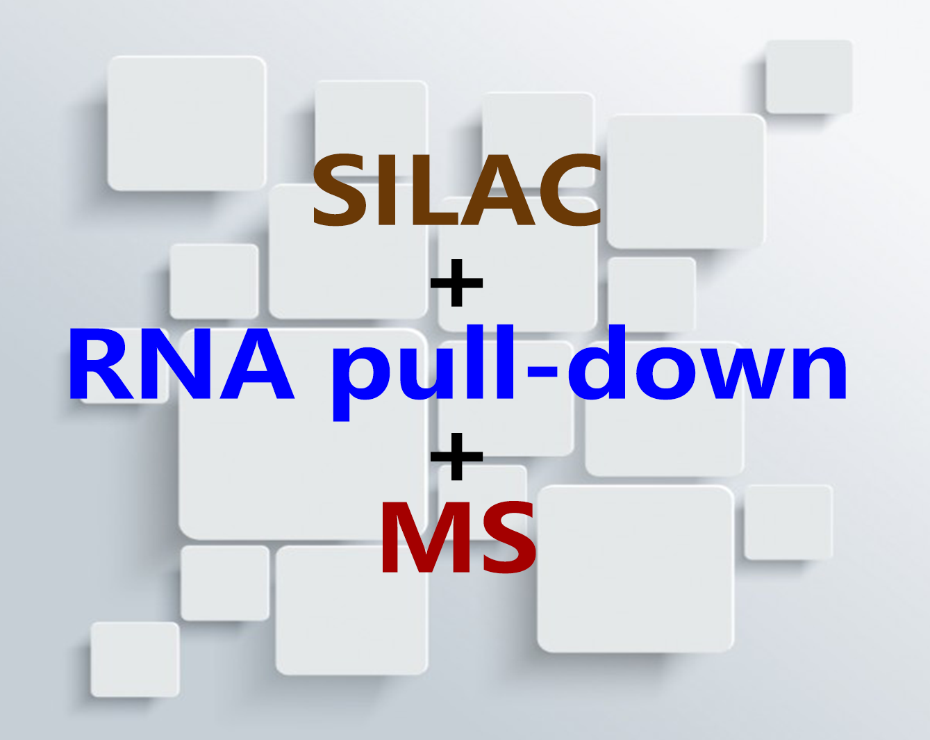 SILAC+RNA pull-down：lncRNA-蛋白質相互作用定量分析