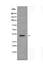 TAS2R13 Antibody
