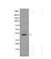 TAS2R10 Antibody