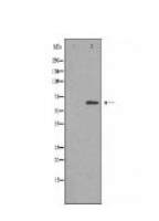 SLC30A9 Antibody