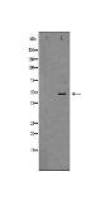 TNFRSF11B Antibody