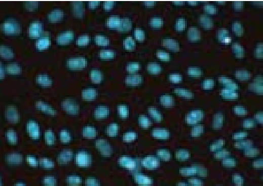 小鼠胚胎成纤维细胞(来自NIH3T3)_PA12