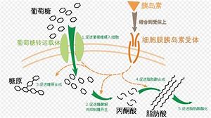 雞卵白蛋白11