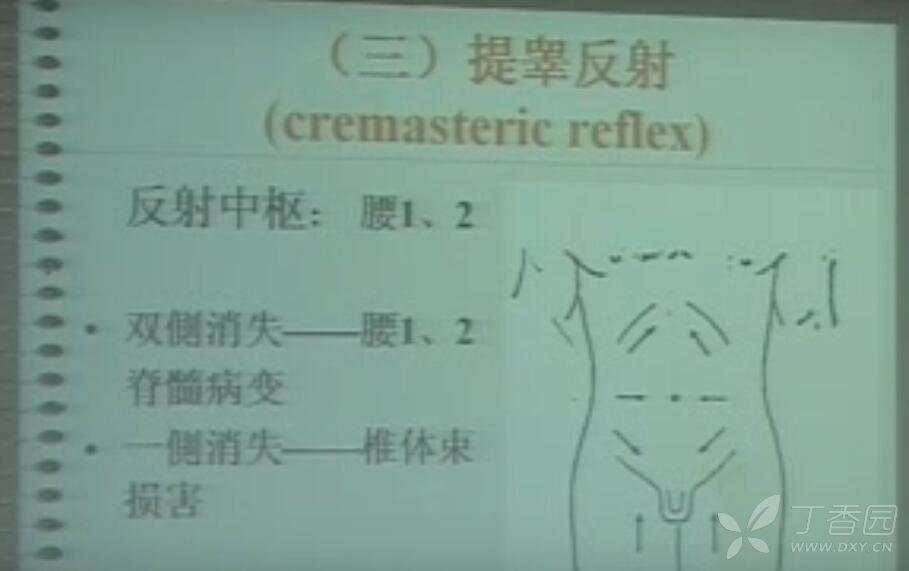 一侧提睾反射消失为什么提示锥体束损害?