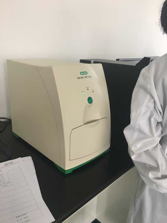 Gel Doc EZ凝胶成像报价/性能