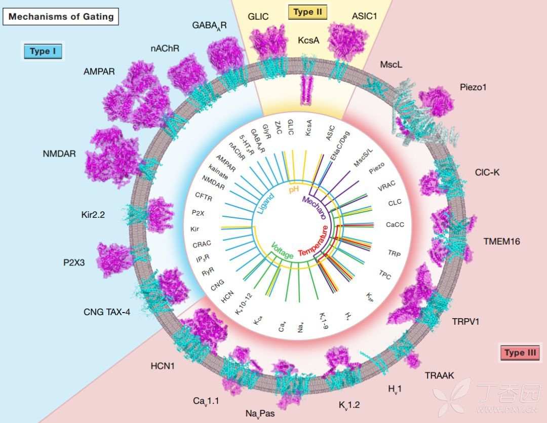 离子通道种类图片