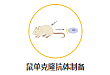 鼠单克隆抗体制备