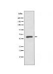 VPS26B Antibody