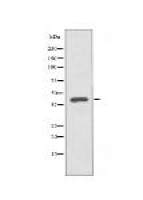 VPS26B Antibody