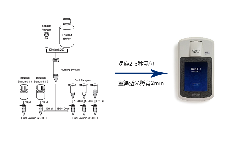 新品推出 | 基于精准荧光定量— StarLighter dsDNA HS Assay Kit