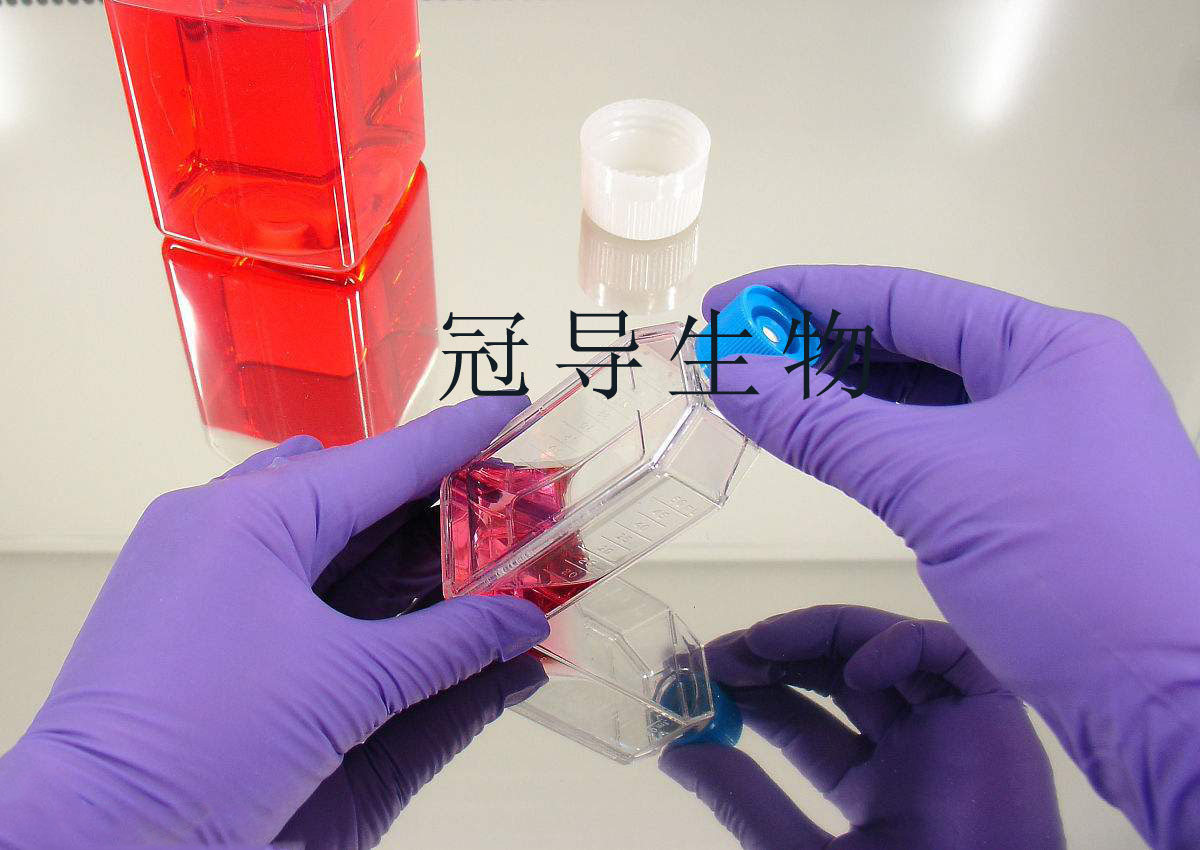L 02 Hl 7702 人正常肝细胞系专业复苏周期短 价格 厂家 供应商 上海冠导生物工程有限公司 丁香通